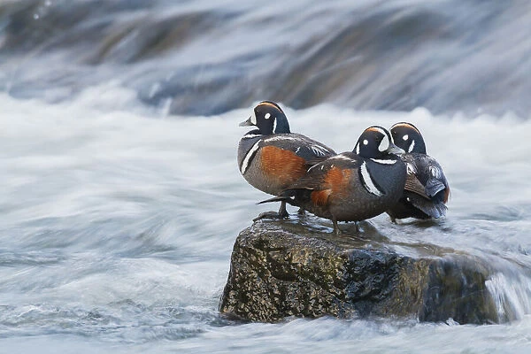 Harlequin Drakes resting in the rapids