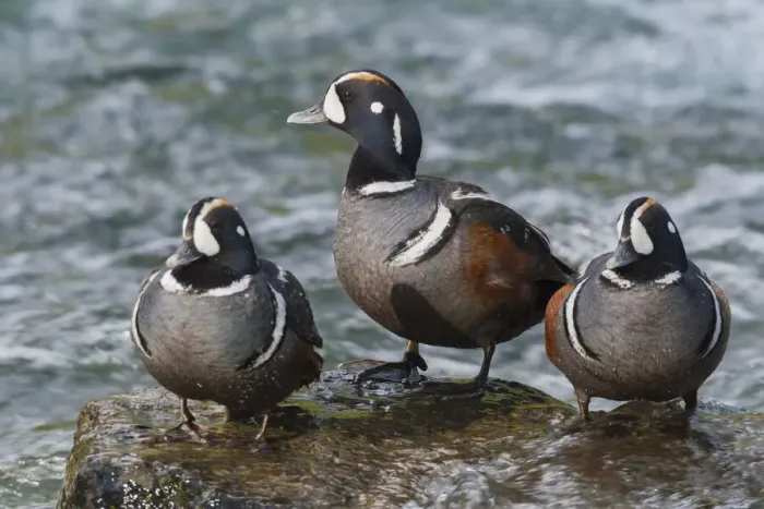 Framed Print : Harlequin Ducks Framed Print : Harlequin Ducks