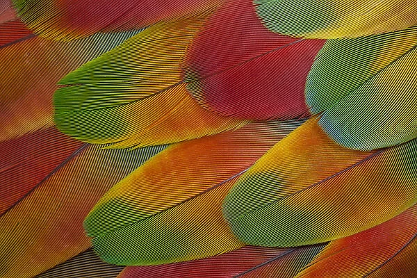 Harlequin Macaw wing feather design