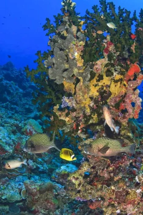 Framed Print : Harlequin Sweetlips (Plectorhinchus chaetodoniodes), Butterflyfish, & Glasseye, Palau Framed Print : Harlequin Sweetlips (Plectorhinchus chaetodoniodes), Butterflyfish, & Glasseye, Palau