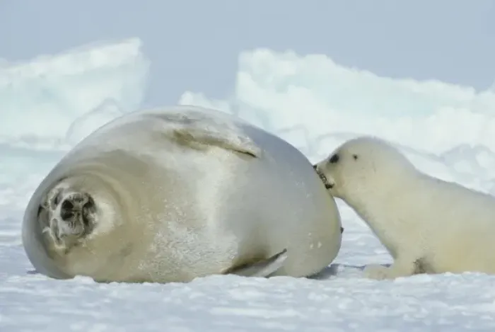Framed Print : Harp Seal, (Phoca groenlandica), Eastern Canada, Quebec, Magdalen Island, Female with pup Framed Print : Harp Seal, (Phoca groenlandica), Eastern Canada, Quebec, Magdalen Island, Female with pup
