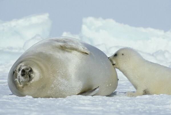 Harp Seal, (Phoca groenlandica), Eastern Canada, Quebec, Magdalen Island, Female with pup