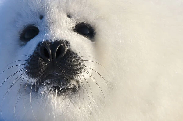 Harp seal pup, close up, Iles de la Madeleine, Quebec, Canada