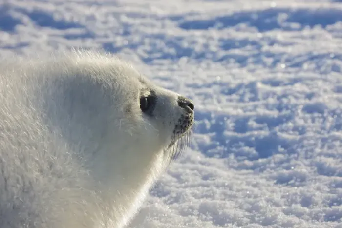 Framed Print : Harp seal pup, close up, Iles de la Madeleine, Quebec, Canada Framed Print : Harp seal pup, close up, Iles de la Madeleine, Quebec, Canada