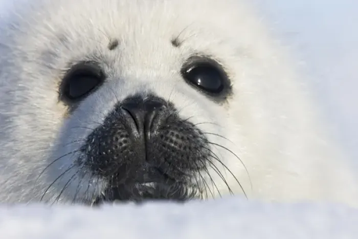 Framed Print : Harp seal pup, close up, Iles de la Madeleine, Quebec, Canada