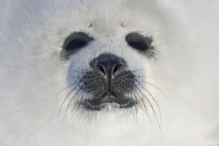 Framed Print : Harp seal pup, close up, Iles de la Madeleine, Quebec, Canada Framed Print : Harp seal pup, close up, Iles de la Madeleine, Quebec, Canada