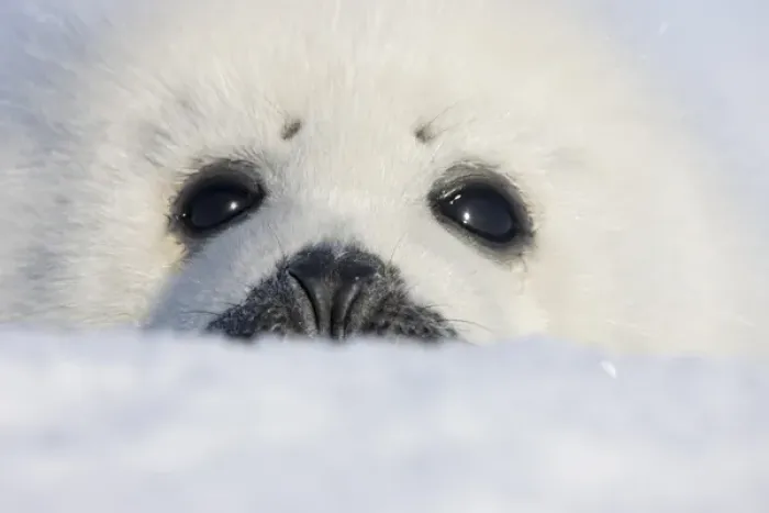 Framed Print : Harp seal pup, close up, Iles de la Madeleine, Quebec, Canada Framed Print : Harp seal pup, close up, Iles de la Madeleine, Quebec, Canada