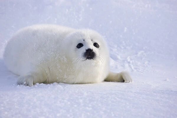 Harp seal pup on ice, Iles de la Madeleine, Quebec, Canada
