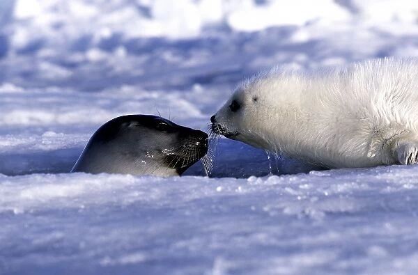 Harp seal pup and mom, ice Gulf of St. Lawrence, Quebec, Canada