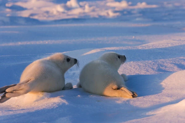 Two Harp seal pups on ice, Iles de la Madeleine, Quebec, Canada