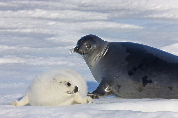 Harp seals, mother with cub on ice, Iles de la Madeleine, Quebec, Canada
