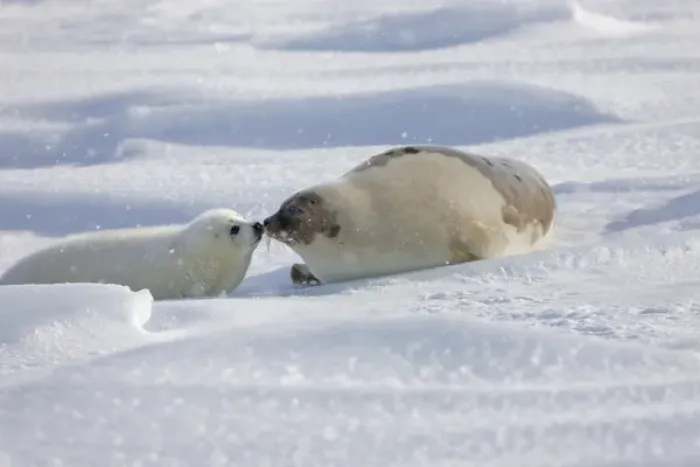 Framed Print : Harp seals, mother with pup, on ice, Iles de la Madeleine, Quebec, Canada Framed Print : Harp seals, mother with pup, on ice, Iles de la Madeleine, Quebec, Canada