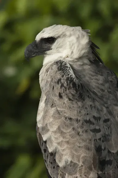 Harpy Eagle Print Out