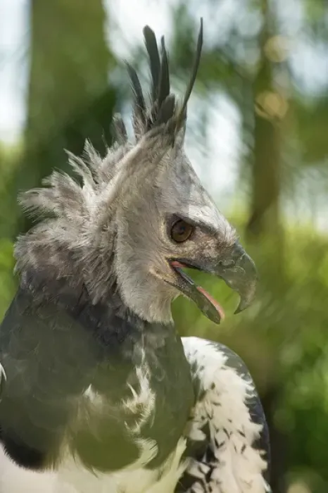 Framed Print : The Harpy Eagle (Harpia harpyja), Misiones, Argentina. Is a Neotropical species of eagle Framed Print : The Harpy Eagle (Harpia harpyja), Misiones, Argentina. Is a Neotropical species of eagle