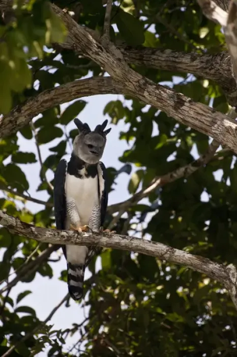 Framed Print : Harpy Eagle (Harpia harpyja) Rainforest Rewa River GUYANA. South America Framed Print : Harpy Eagle (Harpia harpyja) Rainforest Rewa River GUYANA. South America
