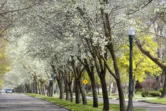 Framed Print : Harrison Boulevard lined with pear trees in bloom in Boise, Idaho Framed Print : Harrison Boulevard lined with pear trees in bloom in Boise, Idaho