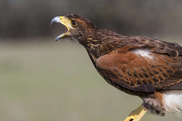 Harriss Hawk (Parabuteo unicinctus) adult calling. (Captive)