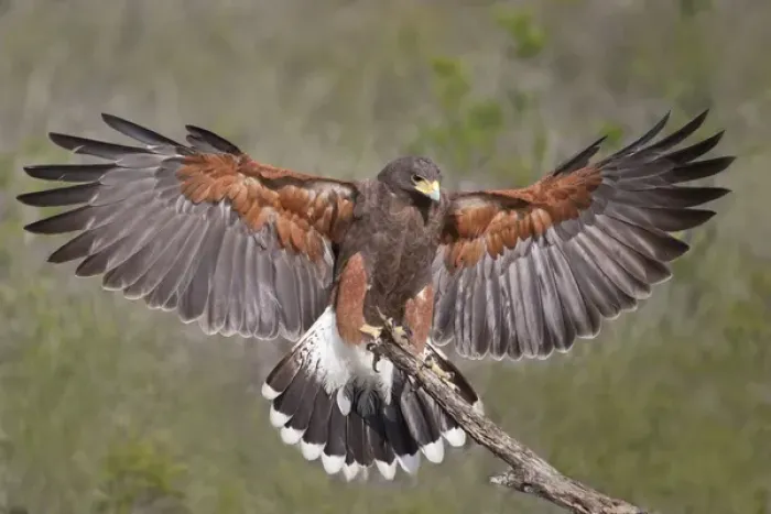 Framed Print : Harriss Hawk (Parabuteo unicinctus) adult landing on perch in south Texas