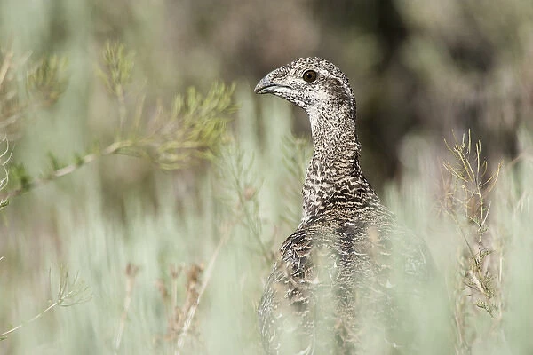 Hart Mountain National Antelope Refuge, Oregon, a Greater Sage Grouse hen (Centrocercus