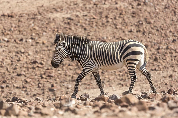 Hartmanns Zebra, equus quagga hartmannae, walking over rocky terrain in the Palmwag Concession