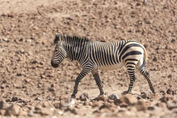 Framed Print : Hartmanns Zebra, equus quagga hartmannae, walking over rocky terrain in the Palmwag Concession Framed Print : Hartmanns Zebra, equus quagga hartmannae, walking over rocky terrain in the Palmwag Concession