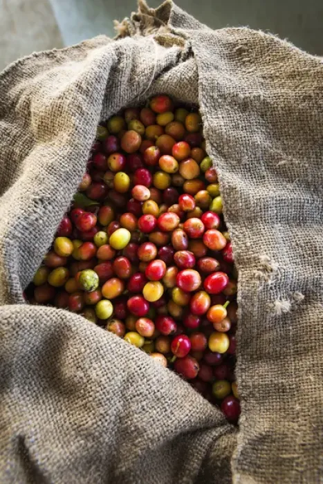 Framed Print : Harvested coffee cherries in a burlap sack, Kona Coast, The Big Island, Hawaii USA