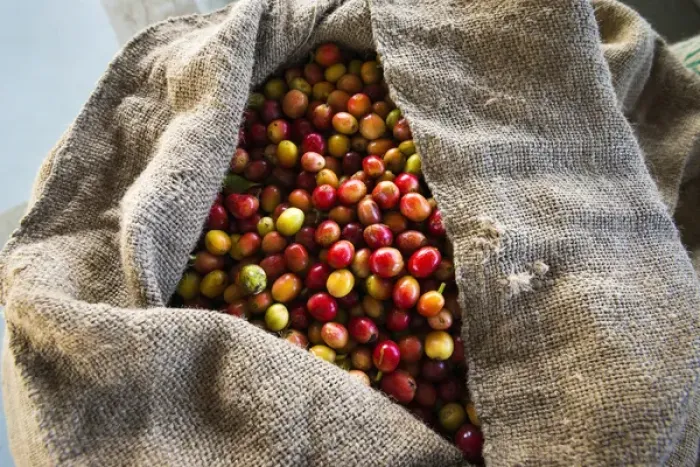 Framed Print : Harvested coffee cherries in a burlap sack, Kona Coast, The Big Island, Hawaii USA Framed Print : Harvested coffee cherries in a burlap sack, Kona Coast, The Big Island, Hawaii USA