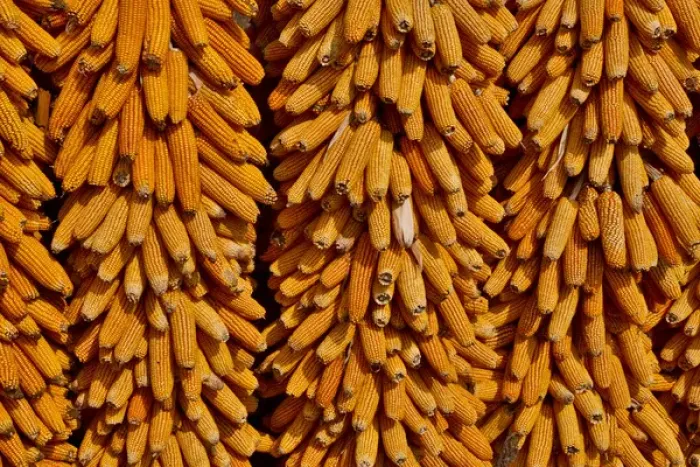 Framed Print : Harvested corn hanging to cure near Yangjiawan, Kunming area of China Framed Print : Harvested corn hanging to cure near Yangjiawan, Kunming area of China