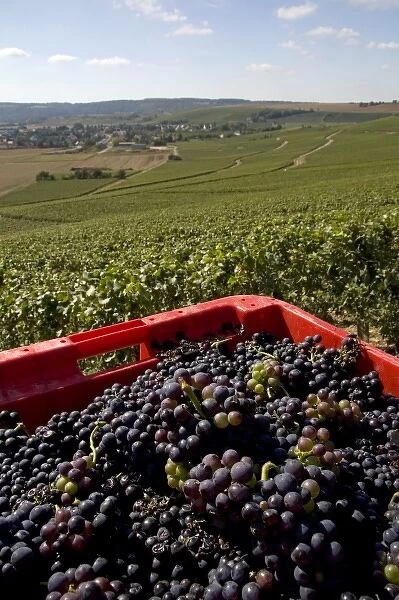 Harvested grapes from a vineyard in the Champagne province of northeast France