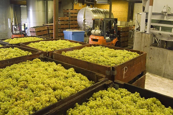 Harvested white grapes in the production area of Grey Monk Estate Winery in the northern