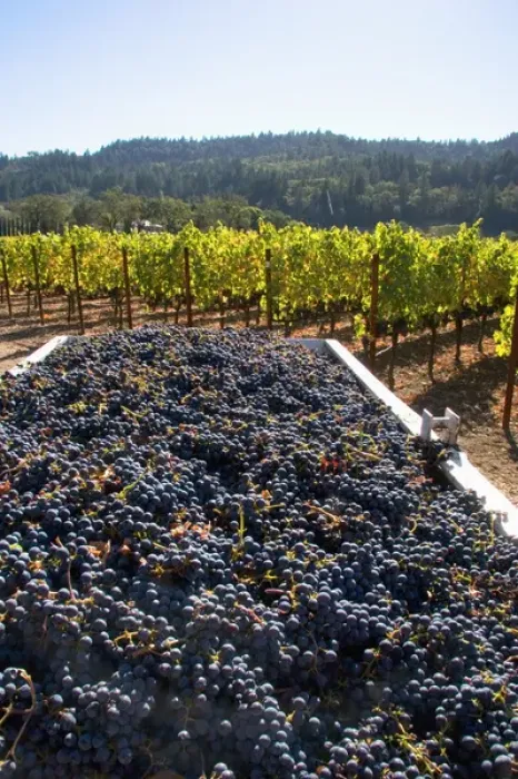 Framed Print : Harvested wine grapes in Napa Valley, California Framed Print : Harvested wine grapes in Napa Valley, California