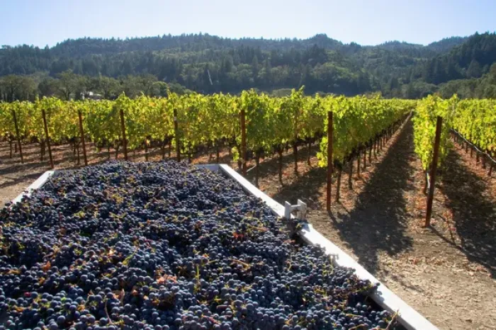 Framed Print : Harvested wine grapes in Napa Valley, California Framed Print : Harvested wine grapes in Napa Valley, California