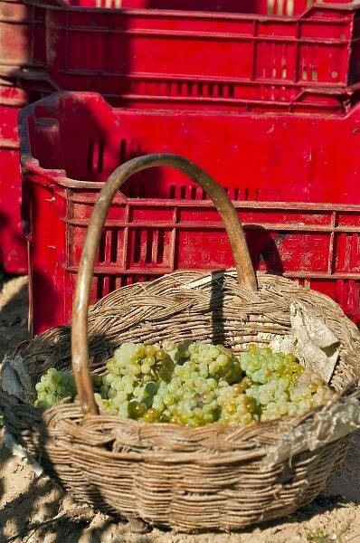 Harvesting Chardonnay grapes in Huailai Rongchen vineyard near Guanting Lake, Hebei Province