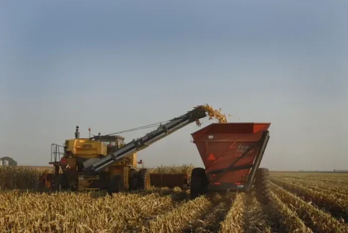 Framed Print : Harvesting corn in Nebraska Framed Print : Harvesting corn in Nebraska