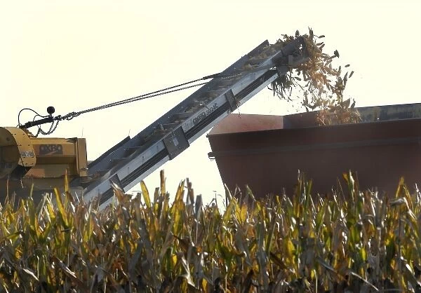 Harvesting corn in Nebraska