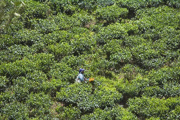 Harvesting tea at tea plantation, Kerala, India