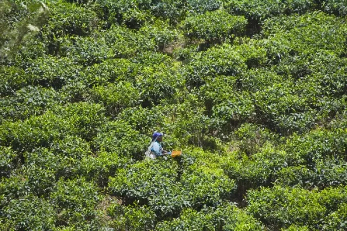 Framed Print : Harvesting tea at tea plantation, Kerala, India Framed Print : Harvesting tea at tea plantation, Kerala, India