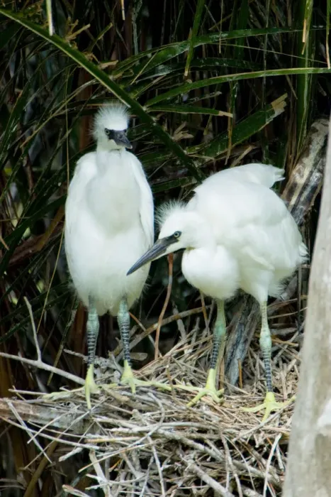 Framed Print : Two hatchling snowy egrets spy the surrounding area from their nest at Naples Zoo Framed Print : Two hatchling snowy egrets spy the surrounding area from their nest at Naples Zoo