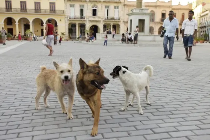 Framed Print : Havana, Cuba, Unesco World Heritage City. Street dogs are everywhere in Havana Framed Print : Havana, Cuba, Unesco World Heritage City. Street dogs are everywhere in Havana