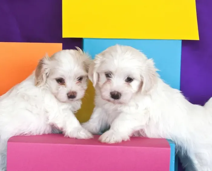 Framed Print : Two Havanes puppies with colorful background Framed Print : Two Havanes puppies with colorful background