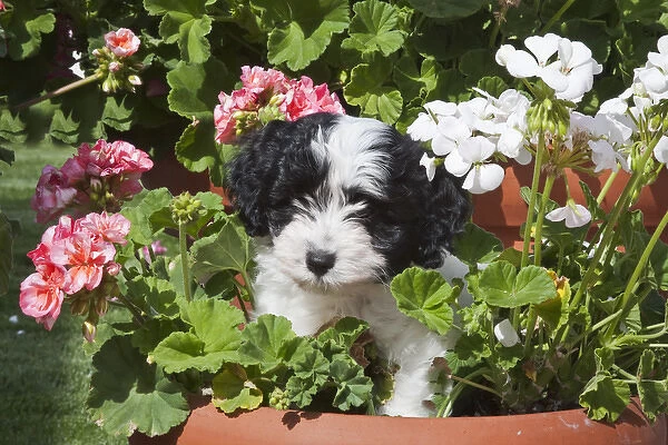 A Havanese puppy in a flower pot surrounded by flowes