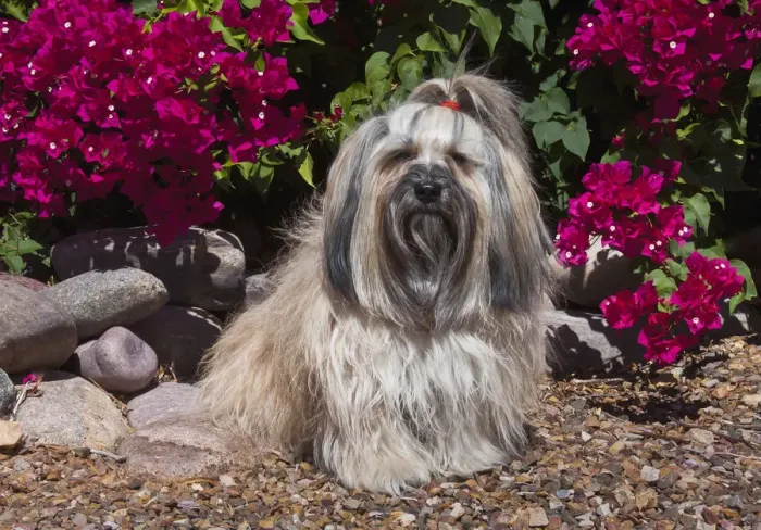 Framed Print : Havanese sitting in front of flowers (PR) Framed Print : Havanese sitting in front of flowers (PR)
