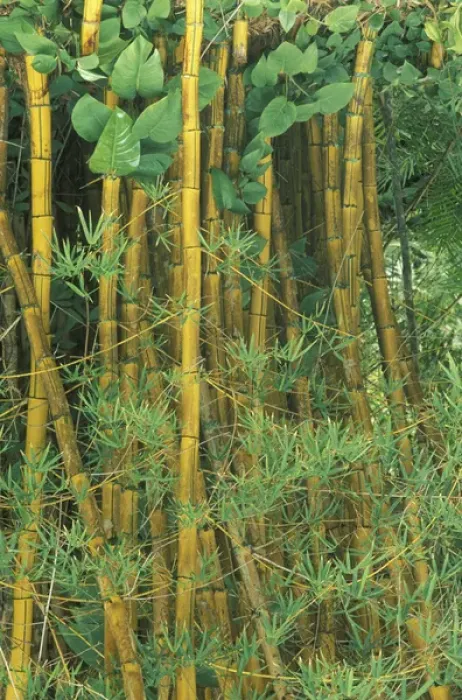 Framed Print : Hawaii Bamboo forest