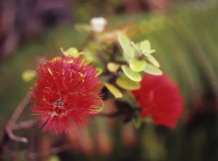 Framed Print : Hawaii, Big Island, Hawaii Volcanoes NP, Lehua blossoms amid lush tropical greenery Framed Print : Hawaii, Big Island, Hawaii Volcanoes NP, Lehua blossoms amid lush tropical greenery