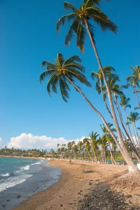 Framed Print : Hawaii, Big Island, Kohala Coast. Anaeho omalu Beach. Palm trees