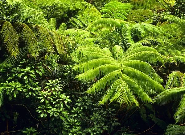 Hawaii, Big Island, Lush tropical greenery in Hawaii Volcanoes National Park