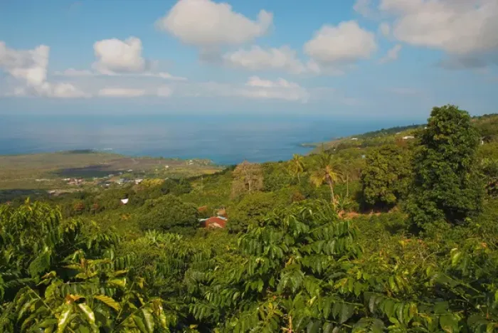 Framed Print : Hawaii, Big Island, South Kona, Captain Cook. Greenwell Kona Coffee Farm plantation Framed Print : Hawaii, Big Island, South Kona, Captain Cook. Greenwell Kona Coffee Farm plantation