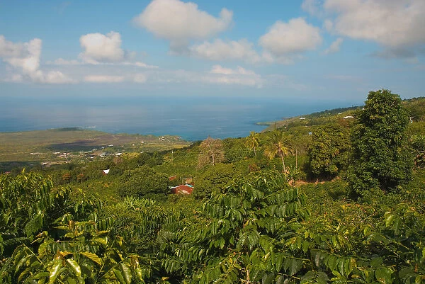 Hawaii, Big Island, South Kona, Captain Cook. Greenwell Kona Coffee Farm plantation