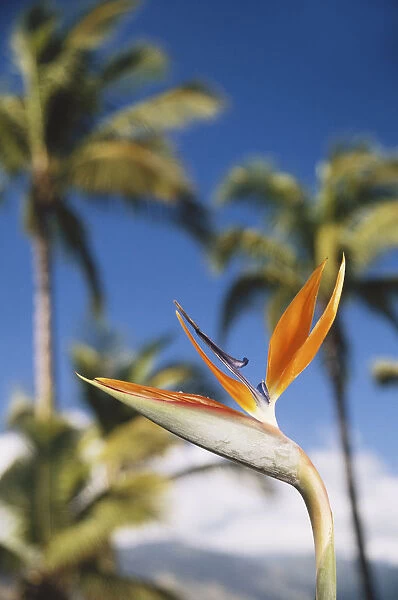 Hawaii, Maui, Bird of Paridise & Palm Trees