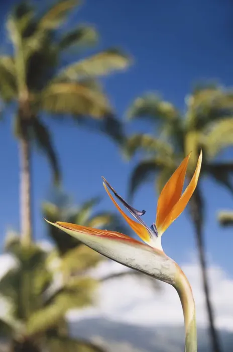 Framed Print : Hawaii, Maui, Bird of Paridise & Palm Trees